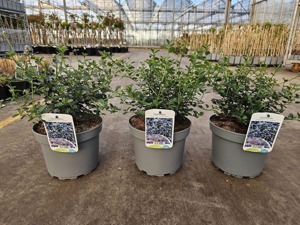 Ceanothus thyrsiflorus repens cont. 3L 15-20 cm +p