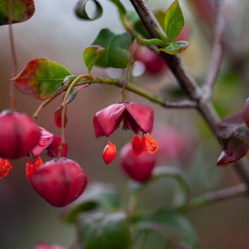 [P] Euonymus planipes cont. 18L 80-100 cm