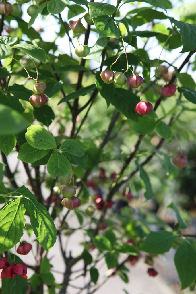Euonymus planipes cont. 18L 80-100 cm