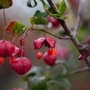 Euonymus planipes cont. 18L 80-100 cm