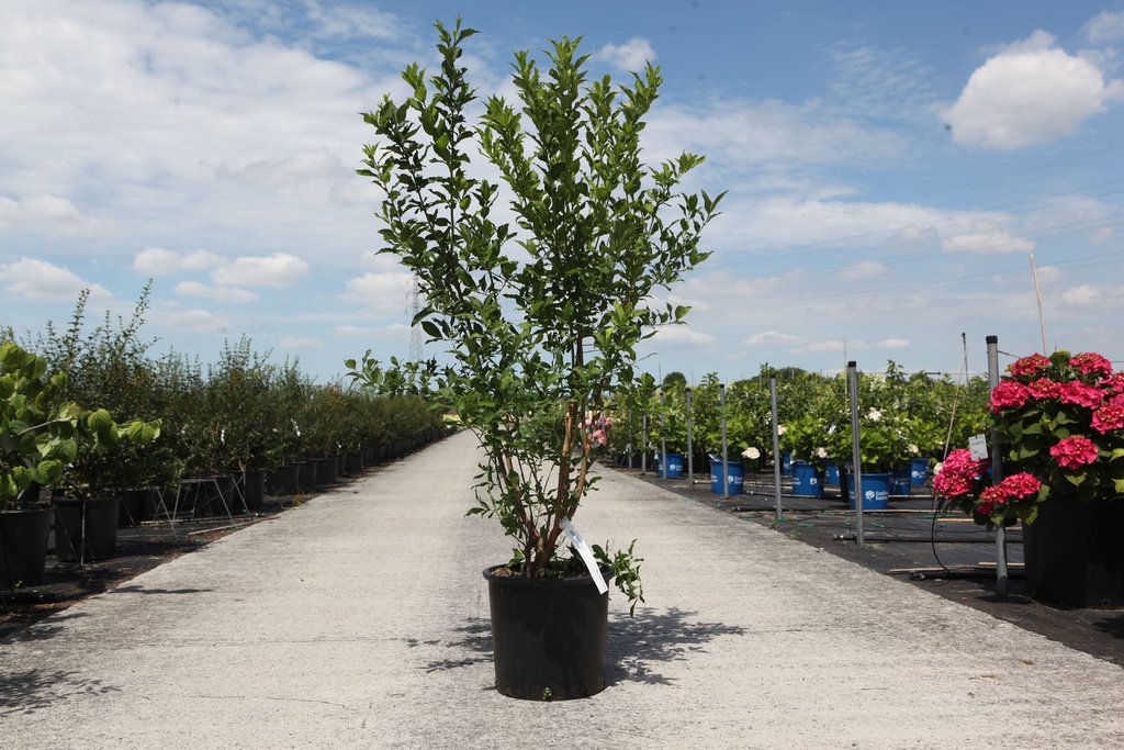 [P] Euonymus europaeus 'Red Cascade' cont. 15L 80-100 cm +p
