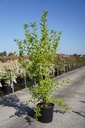 Euonymus europaeus 'Red Cascade' cont. 15L 80-100 cm +f