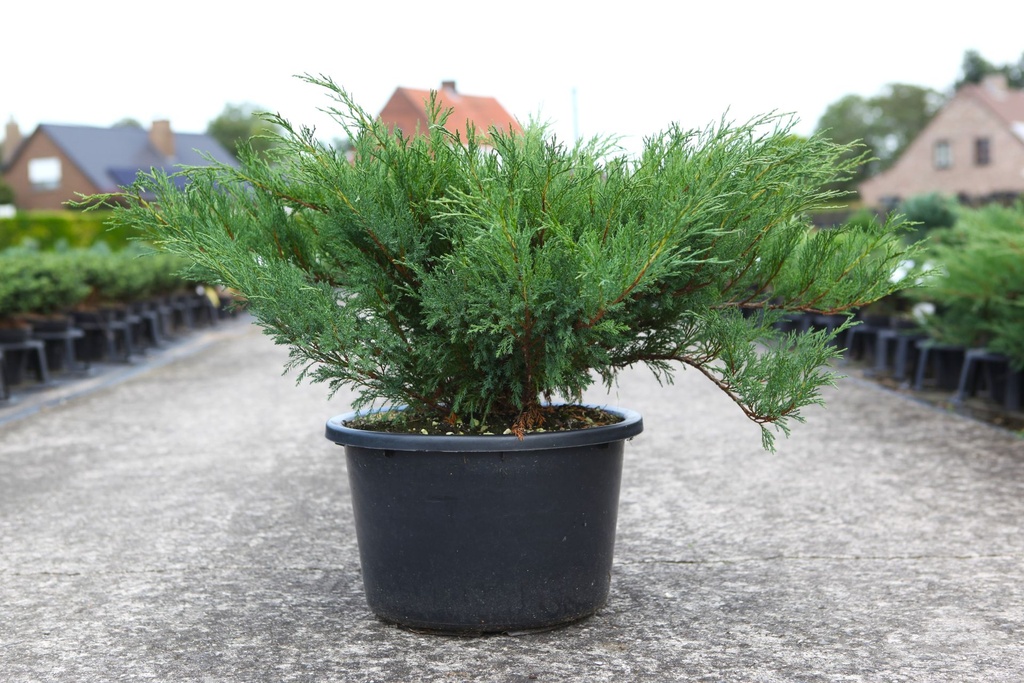 Juniperus sabina cont. 18L 50-60 cm +p