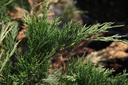 Juniperus sabina cont. 18L 50-60 cm +ф