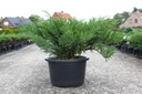 Juniperus sabina cont. 18L 50-60 cm +B