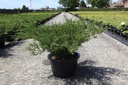 Juniperus sabina cont. 18L 50-60 cm +p