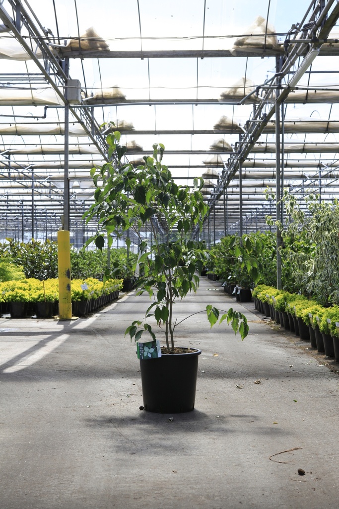Cornus kousa 'Weisse Fontaine' cont. 25L 150/+ cm +p