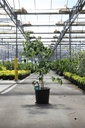 Cornus kousa 'Weisse Fontaine' cont. 25L 150/+ cm +p