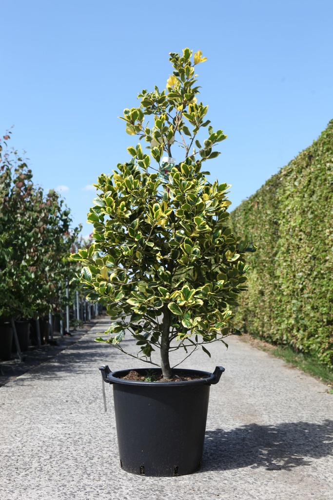 Ilex altaclerensis 'Golden King' cont. 35L 125-150 cm +ф