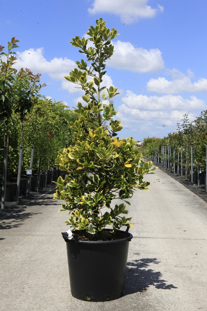 [P] Ilex altaclerensis 'Golden King' cont. 35L 125-150 cm +f