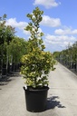 Ilex altaclerensis 'Golden King' cont. 35L 125-150 cm +ф