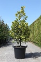 Ilex altaclerensis 'Golden King' cont. 35L 125-150 cm +ф