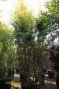Acer palmatum cont. 90L 200-250 cm