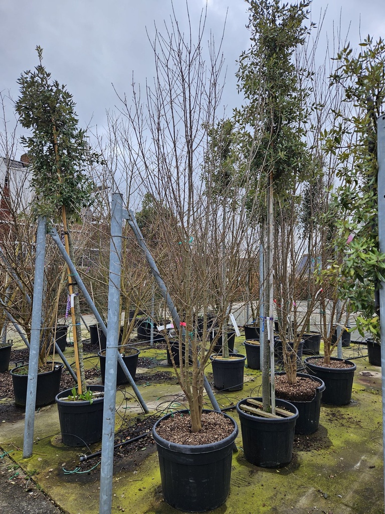 [P] Acer buergerianum cont. 110L 300-350 cm