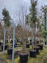 Acer buergerianum cont. 110L 300-350 cm