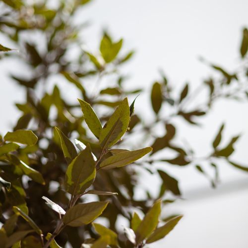 Quercus ilex cont. 18L hoogstam 6-8