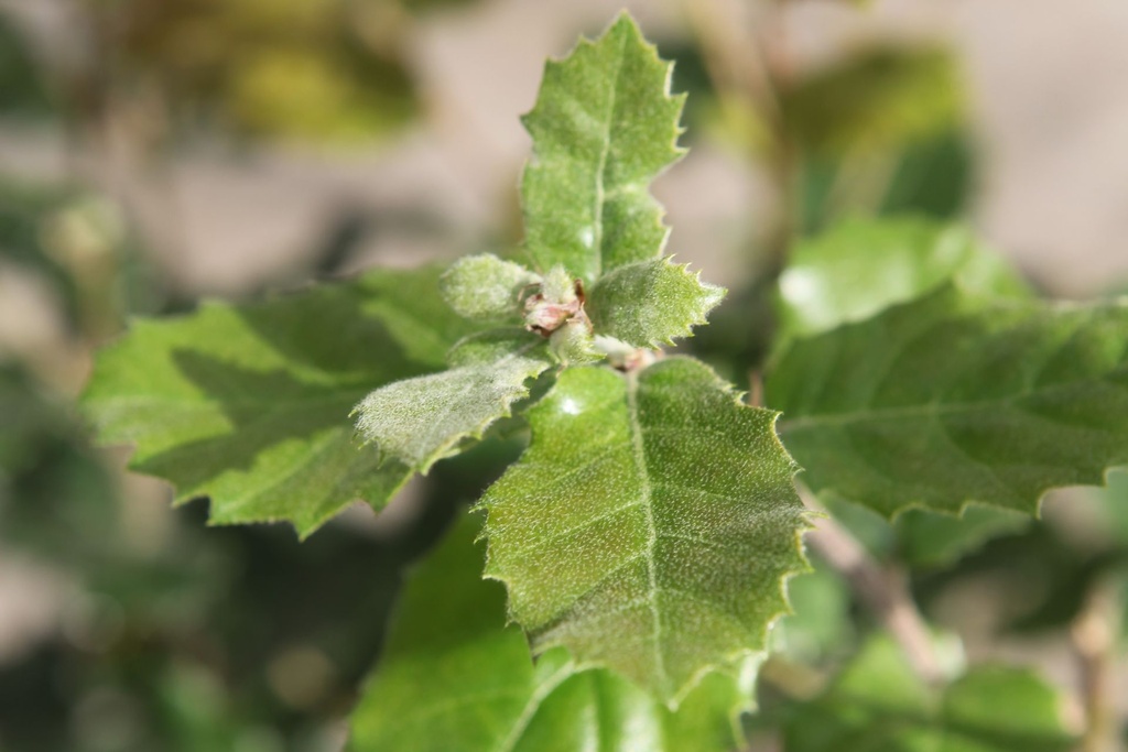 [P] Quercus ilex cont. 18L hoogstam 6-8