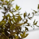 Quercus ilex cont. 18L hoogstam 6-8