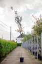 Quercus ilex cont. 18L standard 6-8