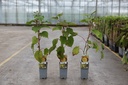 Actinidia deliciosa 'Golden Kiwi' Kont. 2L hoch 60-80 cm +B