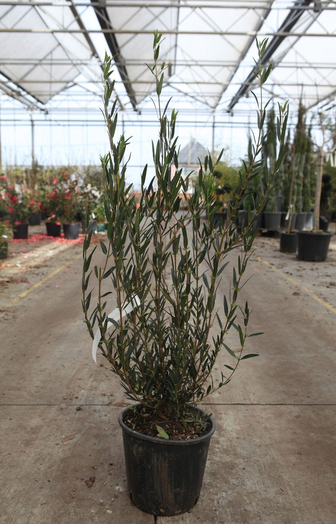 [P] Phillyrea angustifolia cont. 5L 50-60 cm
