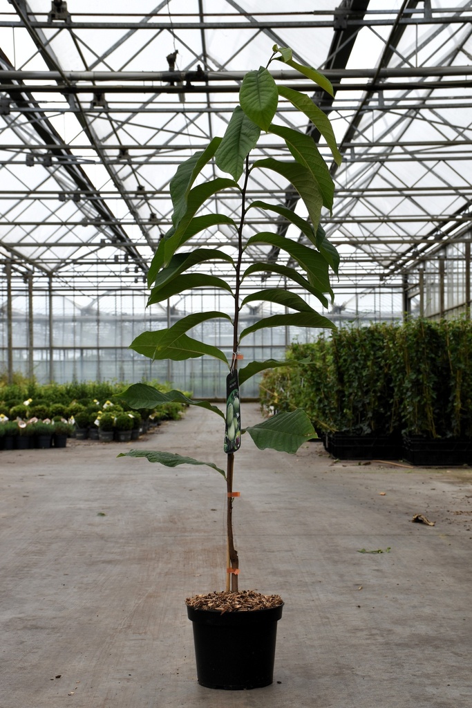 Asimina triloba 'Tropical Treat' cont. 5L 50-60 cm +f