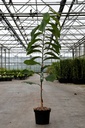 Asimina triloba 'Tropical Treat' kont. 5L 50-60 cm +f