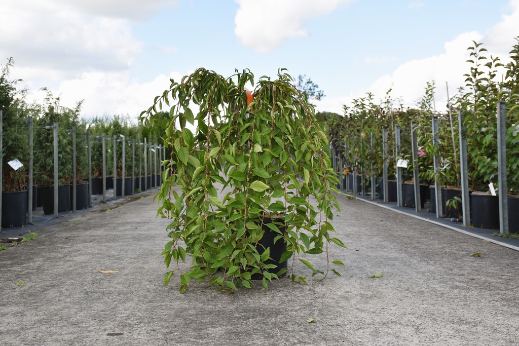 [P] Prunus 'Snow Fountains' cont. 12L 20 cm stam +f