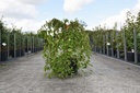 Prunus 'Snow Fountains' kont. 12L 20 cm stamme +f