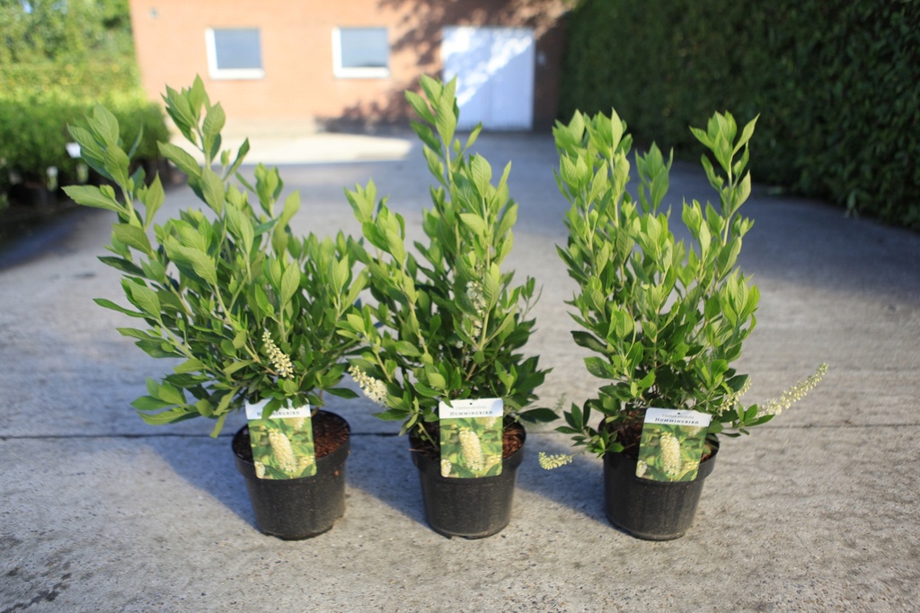 Clethra alnifolia 'Hummingbird' Kont. 3,6L 30-40 cm +B