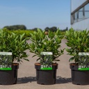 Clethra alnifolia 'Hummingbird' cont. 3,6L 30-40 cm +p