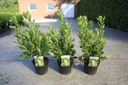 Clethra alnifolia 'Hummingbird' cont. 3,6L 30-40 cm +p