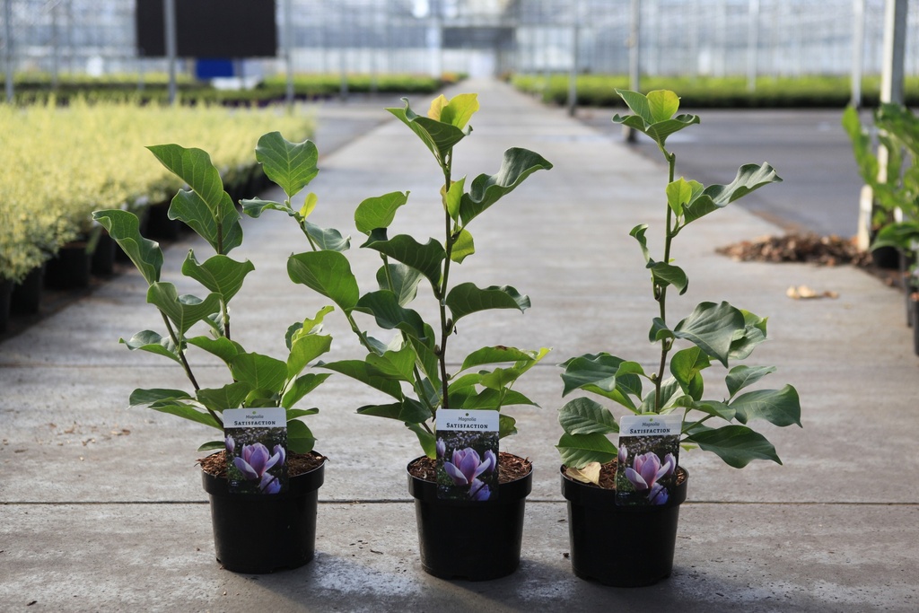 [P] Magnolia 'Satisfaction' cont. 3,6L 40-50 cm +p