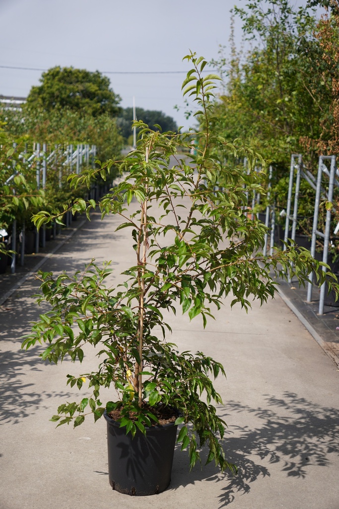 Prunus subhirtella 'Fukubana' cont. 25L 150/+ cm +B