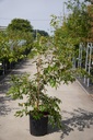 Prunus subhirtella 'Fukubana' cont. 25L 150/+ cm +B