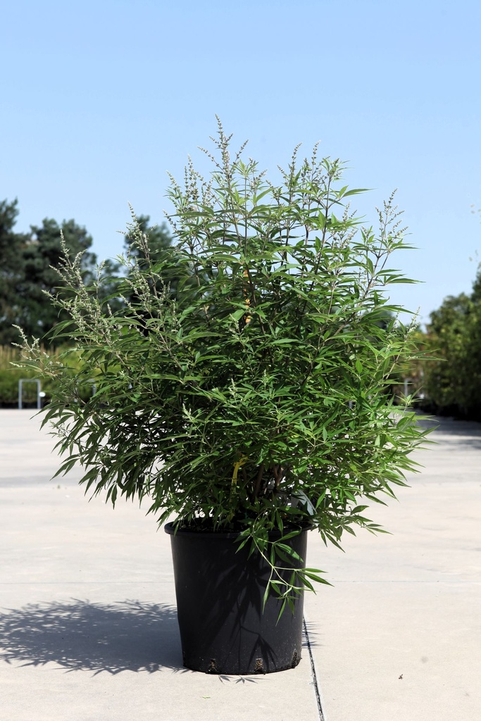 [P] Vitex agnus-castus First Editions® 'Delta Blues®' cont. 25L 100-125 cm +ф