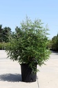 Vitex agnus-castus First Editions® 'Delta Blues®' cont. 25L 100-125 cm +ф