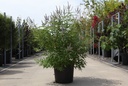 Vitex agnus-castus First Editions® 'Delta Blues®' cont. 25L 100-125 cm +f