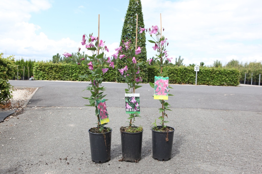Clematis 'Aljonushka' cont. 3L haut 80-100 cm +p