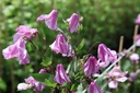 Clematis 'Aljonushka' cont. 3L high 80-100 cm +ф