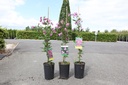 Clematis 'Aljonushka' cont. 3L high 80-100 cm +p