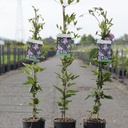 Clematis 'Aljonushka' cont. 3L hoch 80-100 cm +B