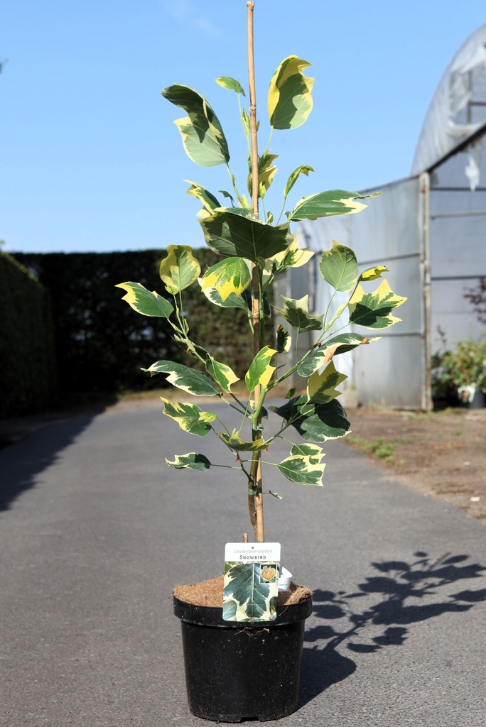[P] Liriodendron tulipifera 'Snowbird' cont. 7,5L 80-100 cm +p