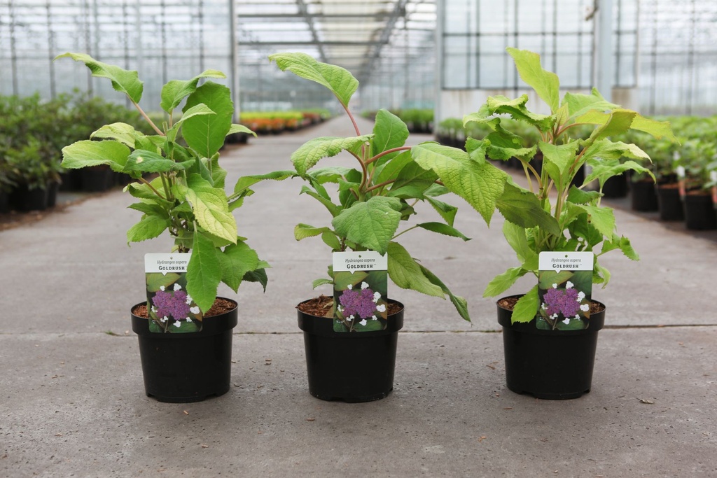 Hydrangea aspera GOLDRUSH cont. 3,6L 30-40 cm +f