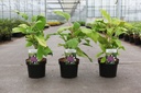 Hydrangea aspera GOLDRUSH cont. 3,6L 30-40 cm +p