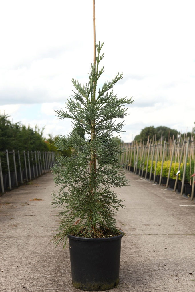 Sequoiadendron giganteum 'Glaucum' cont. 15L 80/+ cm