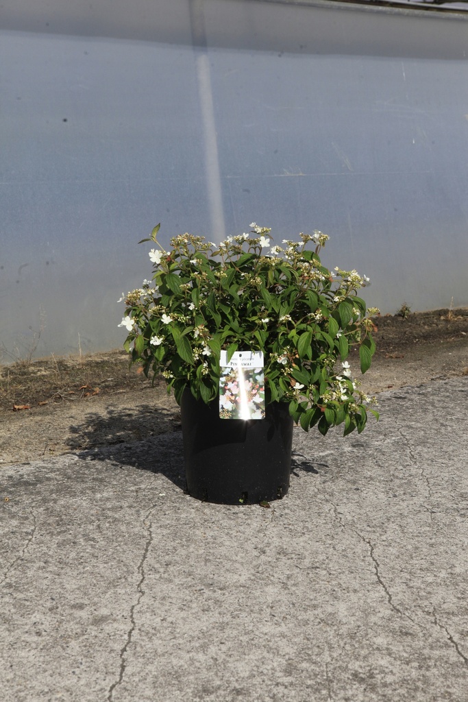 [P] Viburnum plicatum PINKAWAI (PBR) Kont. 12L 60-80 cm +B
