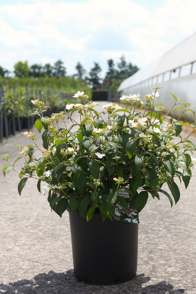 Viburnum plicatum PINKAWAI (PBR) cont. 12L 60-80 cm +p