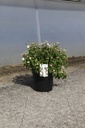 Viburnum plicatum PINKAWAI (PBR) Kont. 12L 60-80 cm +B