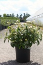 Viburnum plicatum PINKAWAI (PBR) cont. 12L 60-80 cm +p